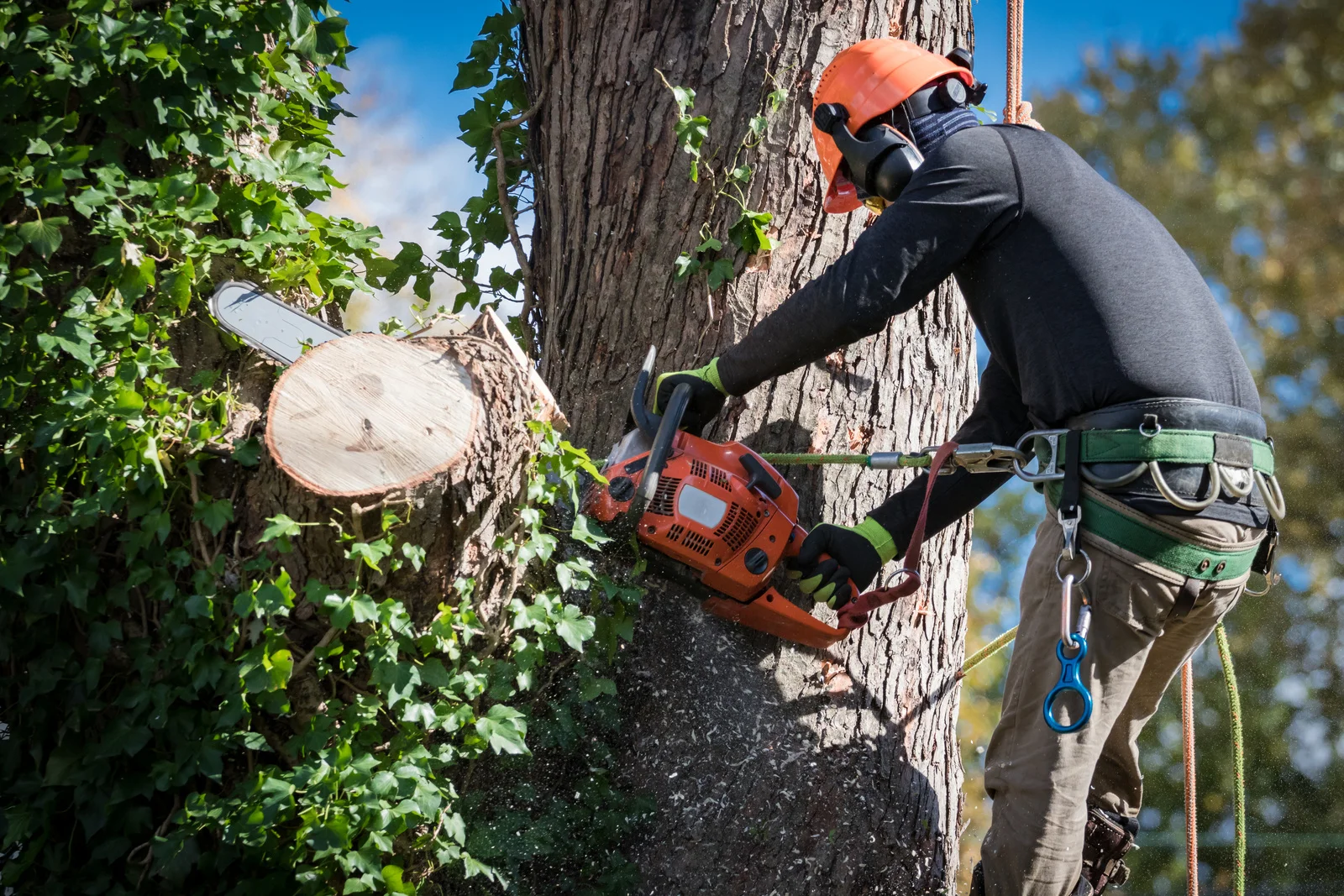 Tree Removal Near Me in Deer Park